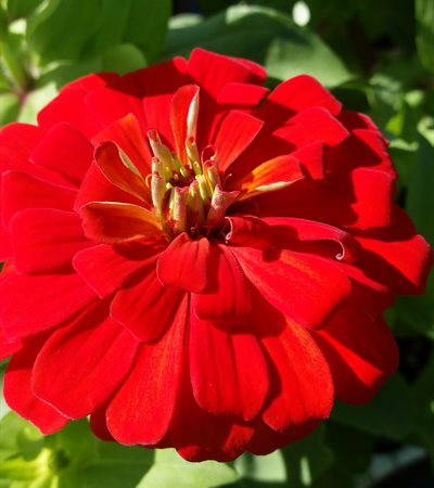Zinnia Magellan Scarlet